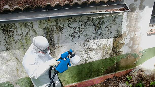 Top rated local Basement Mold Removal specialists in Abington, PA
